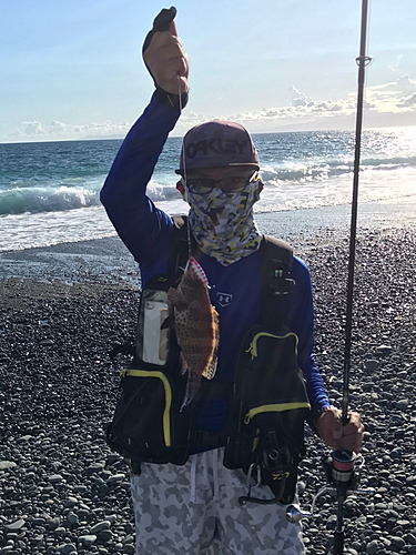 オオモンハタの釣果