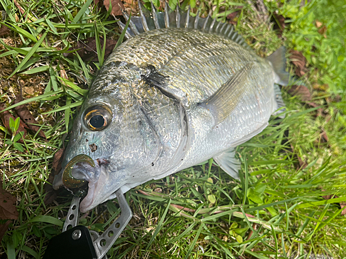 ミナミクロダイの釣果