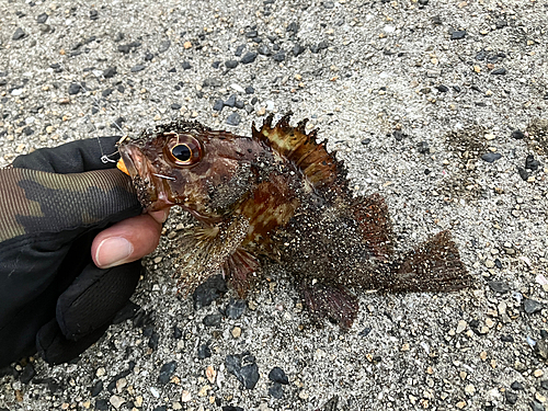 カサゴの釣果