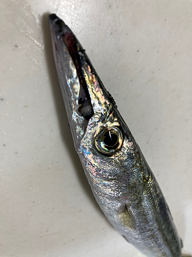 カマスの釣果