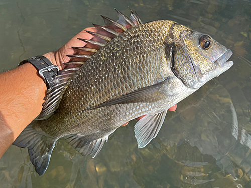 ミナミクロダイの釣果