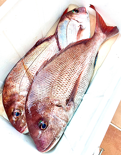 マダイの釣果