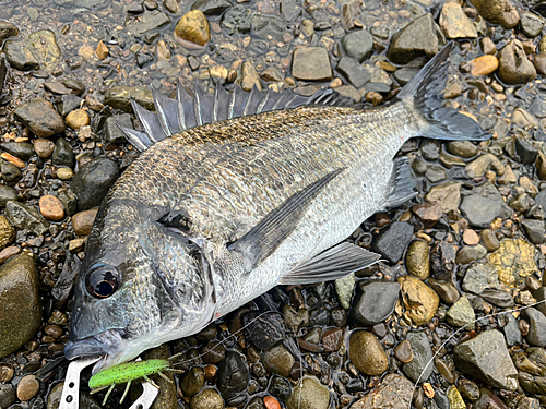 ミナミクロダイの釣果