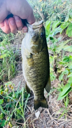スモールマウスバスの釣果