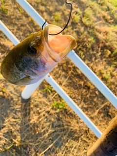 ラージマウスバスの釣果