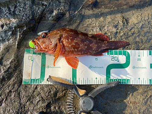 カサゴの釣果