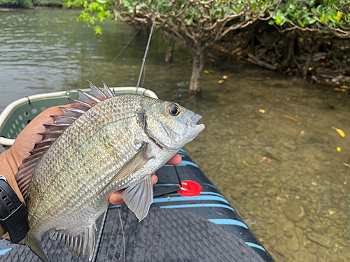 ミナミクロダイの釣果