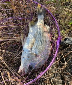 キビレの釣果