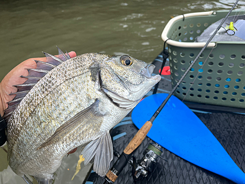 ミナミクロダイの釣果