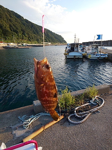 キジハタの釣果