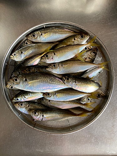 アジの釣果