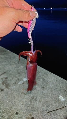 ケンサキイカの釣果