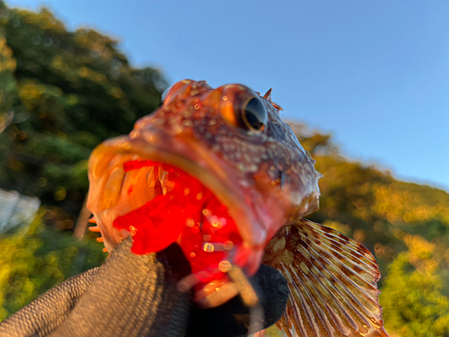 カサゴの釣果