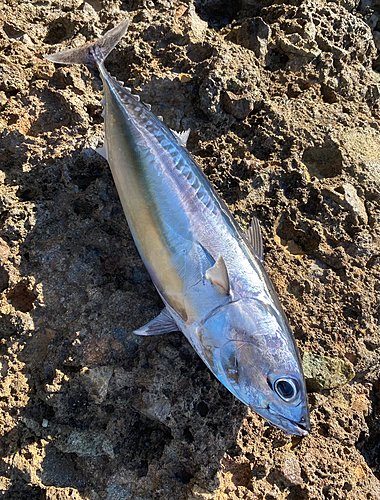 ソウダガツオの釣果