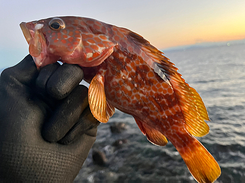 キジハタの釣果