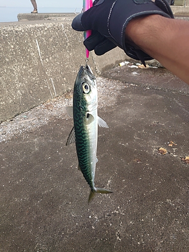 サバの釣果