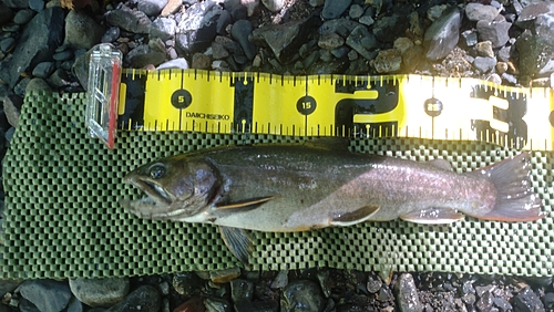 ニッコウイワナの釣果