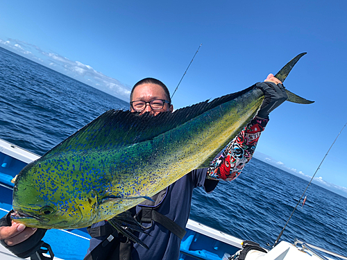 シイラの釣果