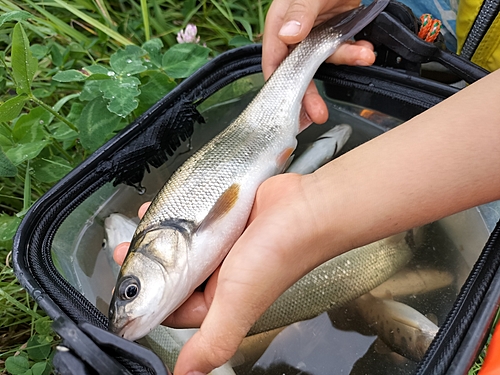 ウグイの釣果