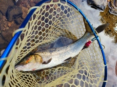 ニゴイの釣果