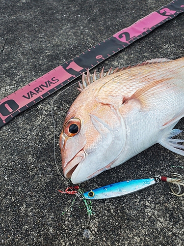 マダイの釣果