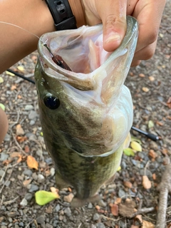 ラージマウスバスの釣果