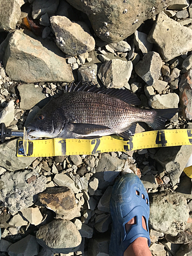 クロダイの釣果