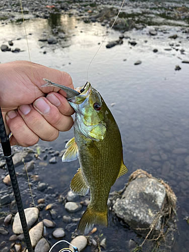 スモールマウスバスの釣果