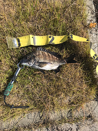 クロダイの釣果