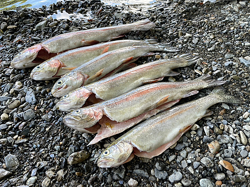 ニジマスの釣果