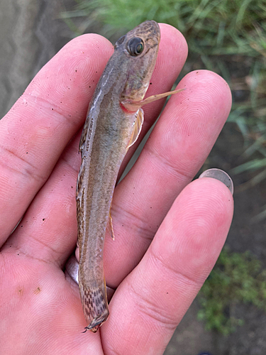 マハゼの釣果