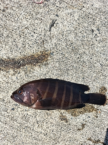 マハタの釣果