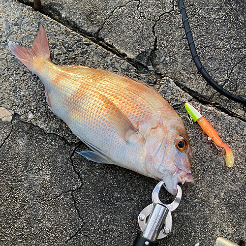 マダイの釣果