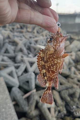 カサゴの釣果