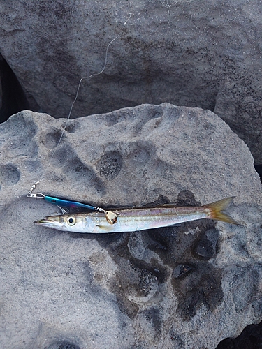 カマスの釣果