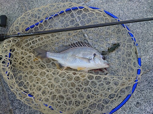 キビレの釣果