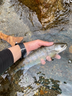 ヤマメの釣果