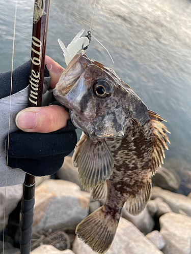 ソイの釣果