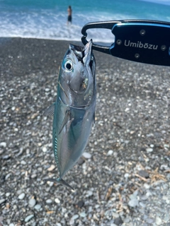 ソウダガツオの釣果