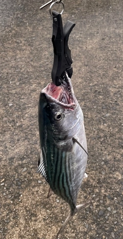 ハガツオの釣果