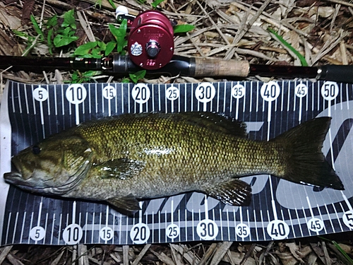 スモールマウスバスの釣果