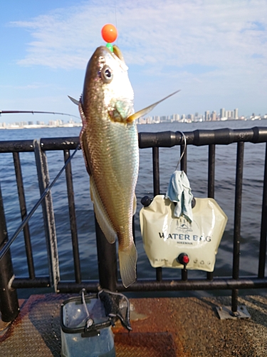 イシモチの釣果