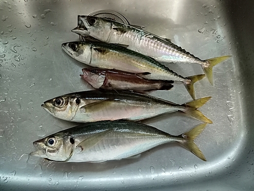 アジの釣果