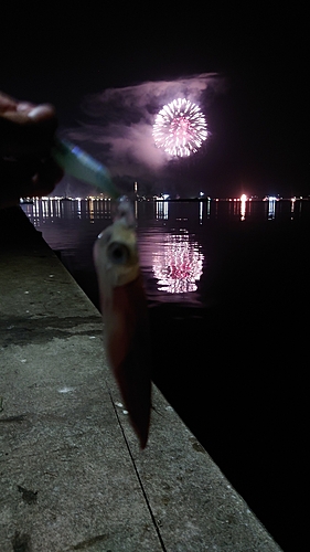 ケンサキイカの釣果