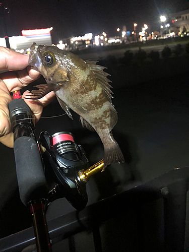 メバルの釣果