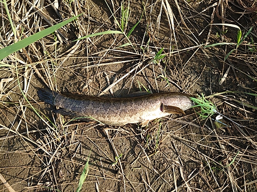 ライギョの釣果