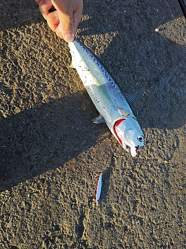 マルソウダの釣果