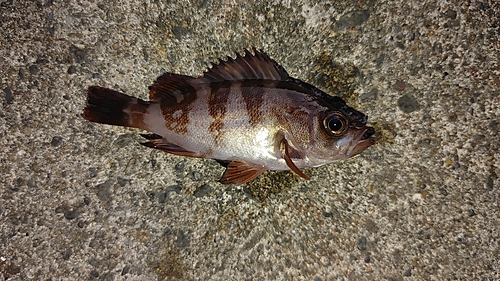 メバルの釣果