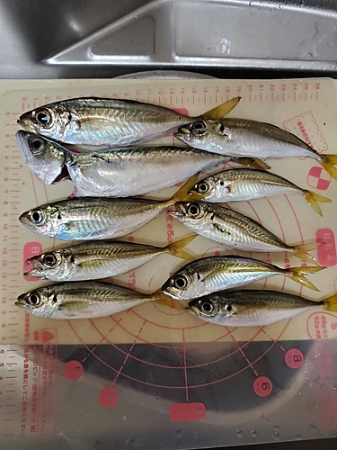 アジの釣果