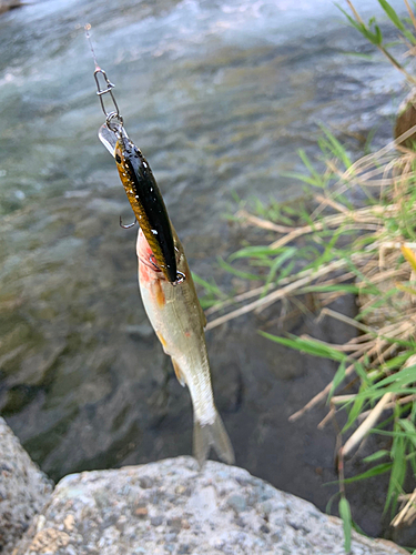 ウグイの釣果